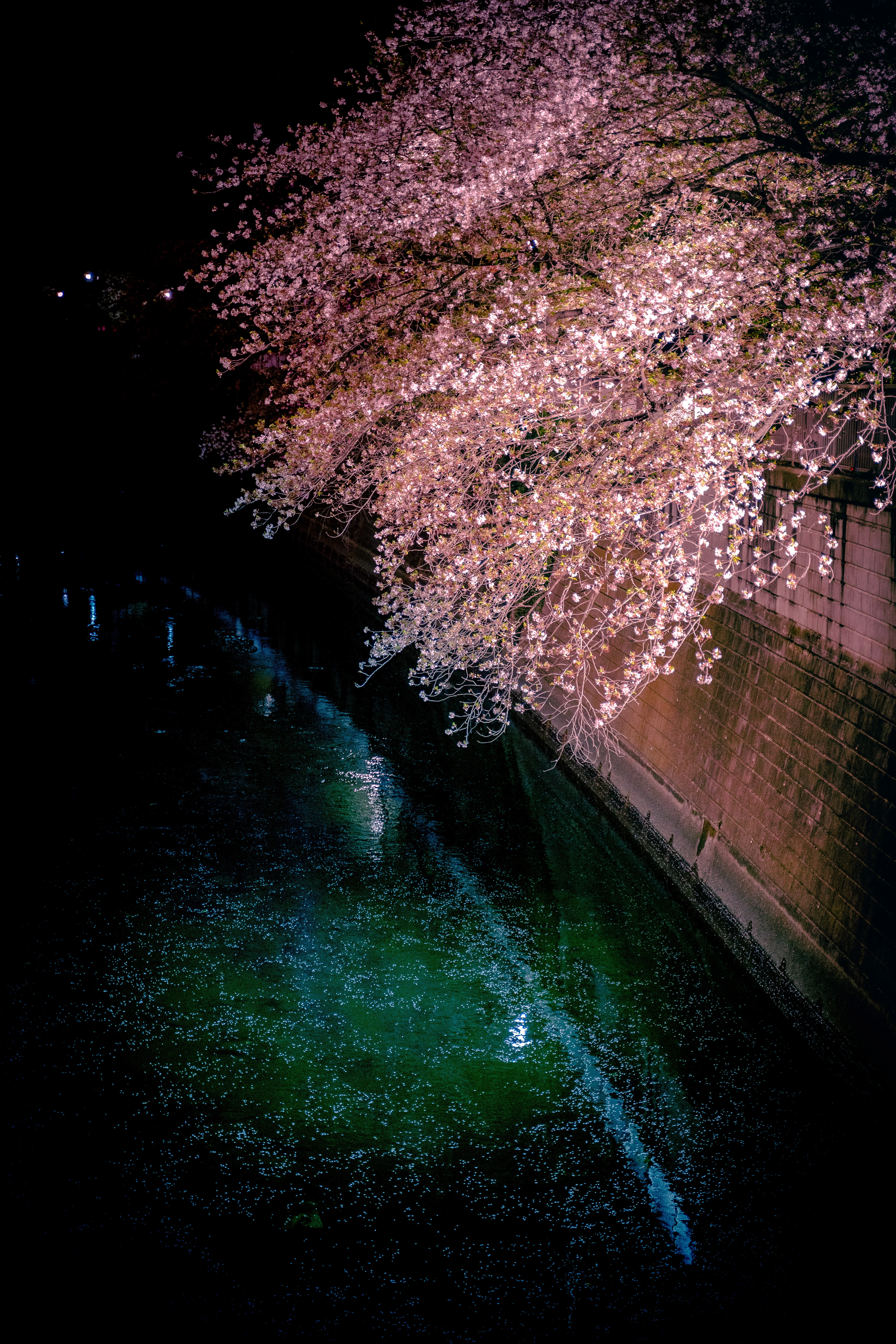 Illuminated Cherry Blossoms by the Tranquil River at Night